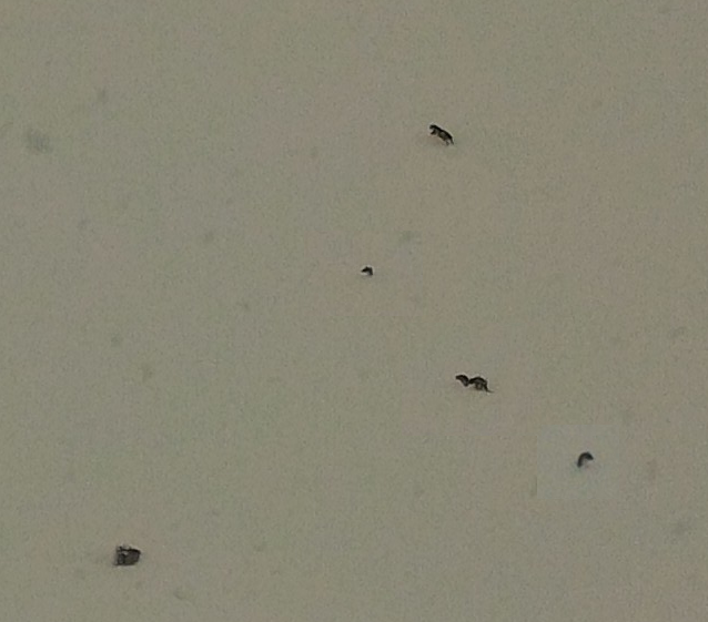 Fouine sur le plateau de Beauregard