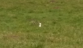 Hermine sur Beauregard.