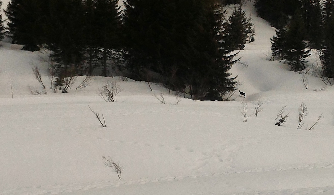 Chamois dans la piste rouge du lachat.