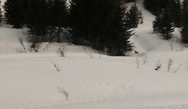 Chamois dans la piste rouge du lachat.