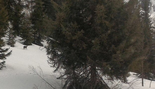 Chamois sous Colomban,