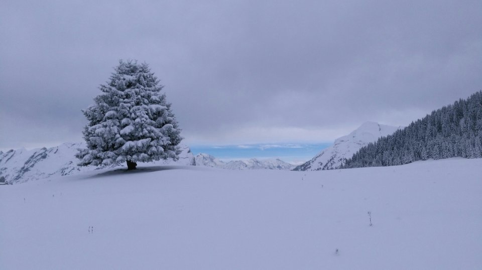 Arbre de Beauregard vue Mont Blanc