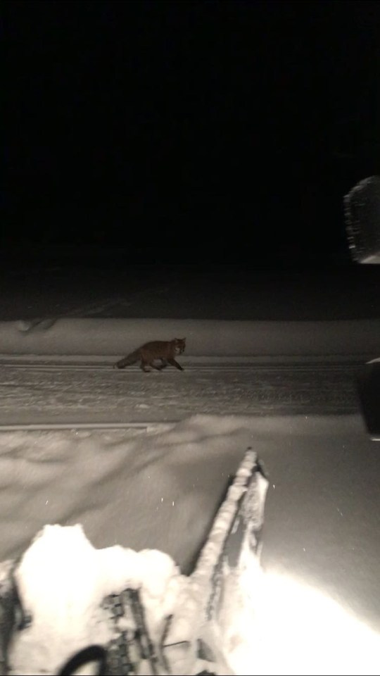 Le renard prend souvent les pistes pour se déplacer plus facilement.