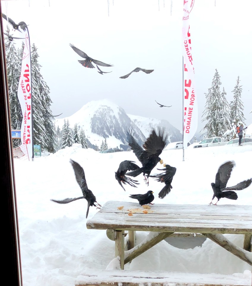 Les Chocards prudents, ne sont pas faciles à prendre en photos.